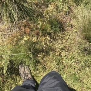 Potentilla recta at Rendezvous Creek, ACT - 21 Dec 2021