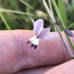 Arthropodium milleflorum (Vanilla Lily) at Rendezvous Creek, ACT - 20 Dec 2021 by Tapirlord