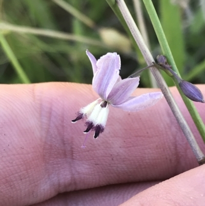 Arthropodium milleflorum (Vanilla Lily) at Rendezvous Creek, ACT - 21 Dec 2021 by Tapirlord