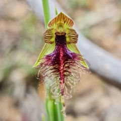 Calochilus therophilus (Late Beard Orchid) at Acton, ACT - 26 Dec 2021 by RobG1