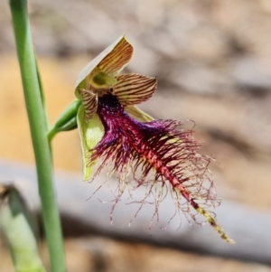 Calochilus therophilus at Acton, ACT - 26 Dec 2021