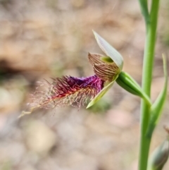 Calochilus therophilus at Acton, ACT - 26 Dec 2021