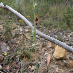 Calochilus therophilus at Acton, ACT - 26 Dec 2021