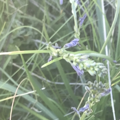 Caesia calliantha (Blue Grass-lily) at Rendezvous Creek, ACT - 21 Dec 2021 by Tapirlord