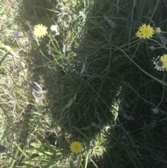 Caesia calliantha at Rendezvous Creek, ACT - 21 Dec 2021