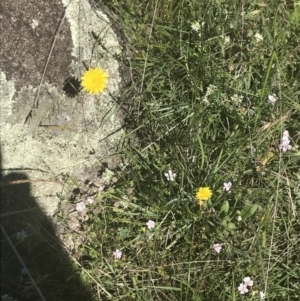 Caesia calliantha at Rendezvous Creek, ACT - 21 Dec 2021