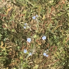 Cynoglossum australe (Australian Forget-me-not) at Rendezvous Creek, ACT - 21 Dec 2021 by Tapirlord