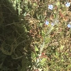 Cynoglossum australe at Rendezvous Creek, ACT - 21 Dec 2021