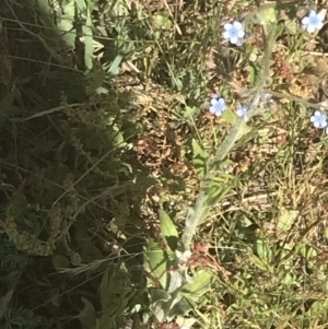 Cynoglossum australe at Rendezvous Creek, ACT - 21 Dec 2021 10:42 AM