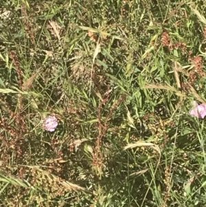 Convolvulus angustissimus subsp. angustissimus at Rendezvous Creek, ACT - 21 Dec 2021 10:42 AM