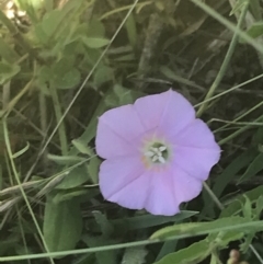 Convolvulus angustissimus subsp. angustissimus at Rendezvous Creek, ACT - 21 Dec 2021 10:42 AM