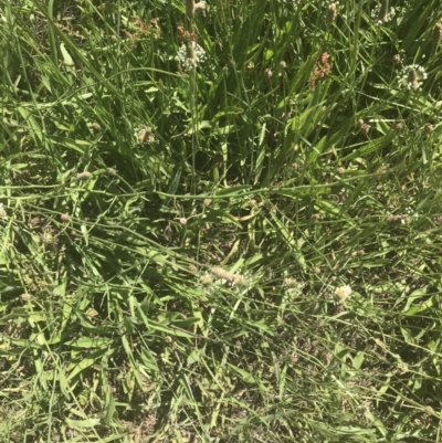 Plantago lanceolata (Ribwort Plantain, Lamb's Tongues) at Rendezvous Creek, ACT - 21 Dec 2021 by Tapirlord
