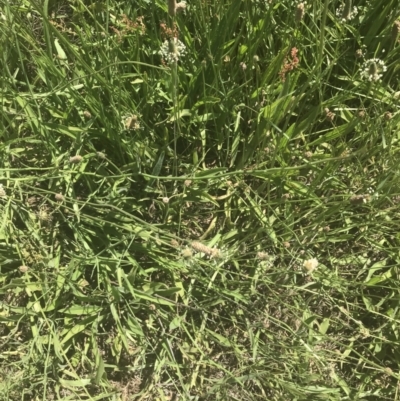 Plantago lanceolata (Ribwort Plantain, Lamb's Tongues) at Rendezvous Creek, ACT - 20 Dec 2021 by Tapirlord