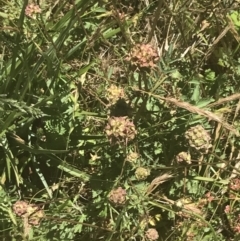 Sanguisorba minor (Salad Burnet, Sheep's Burnet) at Namadgi National Park - 20 Dec 2021 by Tapirlord