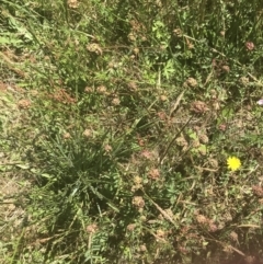 Sanguisorba minor at Rendezvous Creek, ACT - 21 Dec 2021