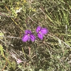 Thysanotus tuberosus subsp. tuberosus (Common Fringe-lily) at Namadgi National Park - 21 Dec 2021 by Tapirlord