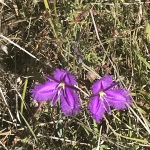 Thysanotus tuberosus subsp. tuberosus at Rendezvous Creek, ACT - 21 Dec 2021