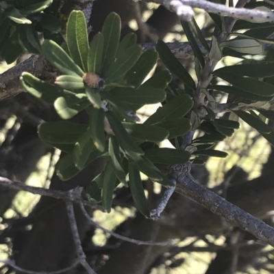 Banksia marginata (Silver Banksia) at Rendezvous Creek, ACT - 21 Dec 2021 by Tapirlord