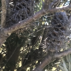 Banksia marginata at Rendezvous Creek, ACT - 21 Dec 2021