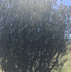 Banksia marginata at Rendezvous Creek, ACT - 21 Dec 2021 11:11 AM