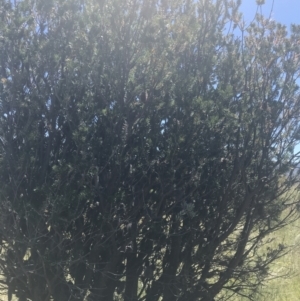 Banksia marginata at Rendezvous Creek, ACT - 21 Dec 2021