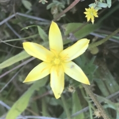 Hypoxis hygrometrica var. hygrometrica (Golden Weather-grass) at Namadgi National Park - 21 Dec 2021 by Tapirlord