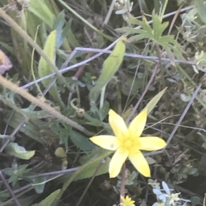 Hypoxis hygrometrica var. hygrometrica at Rendezvous Creek, ACT - 21 Dec 2021