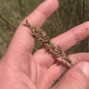 Carex tereticaulis at Rendezvous Creek, ACT - 21 Dec 2021 11:14 AM