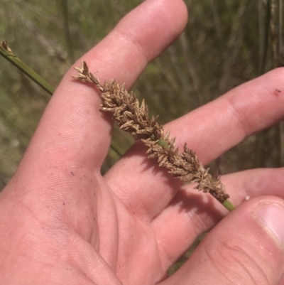 Carex tereticaulis (Poongort) at Namadgi National Park - 21 Dec 2021 by Tapirlord