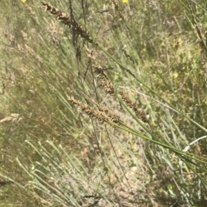 Carex tereticaulis at Rendezvous Creek, ACT - 21 Dec 2021
