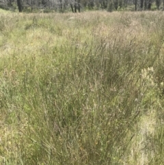 Carex tereticaulis at Rendezvous Creek, ACT - 21 Dec 2021 11:14 AM