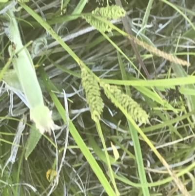 Carex gaudichaudiana (Fen Sedge) at Rendezvous Creek, ACT - 21 Dec 2021 by Tapirlord