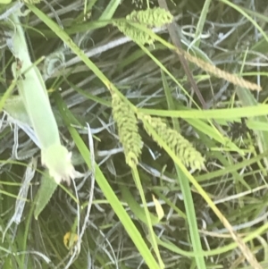 Carex gaudichaudiana at Rendezvous Creek, ACT - 21 Dec 2021