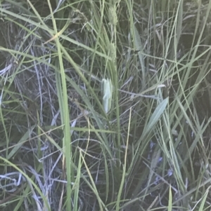 Carex gaudichaudiana at Rendezvous Creek, ACT - 21 Dec 2021