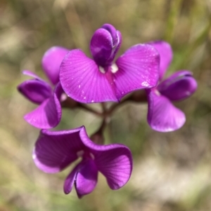 Swainsona behriana at Adaminaby, NSW - 18 Dec 2021