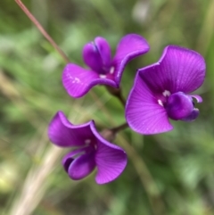 Swainsona behriana (Behr's Swainson-Pea) at Adaminaby, NSW - 18 Dec 2021 by waltraud