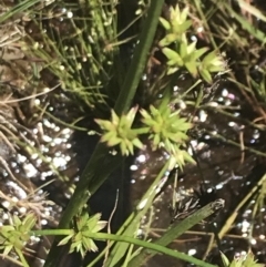 Juncus fockei (A Rush) at Rendezvous Creek, ACT - 21 Dec 2021 by Tapirlord