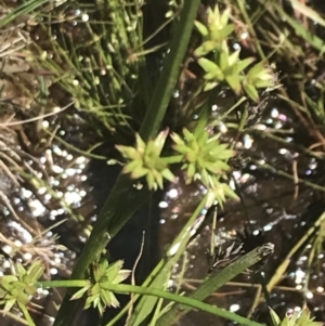 Juncus fockei at Rendezvous Creek, ACT - 21 Dec 2021 11:29 AM