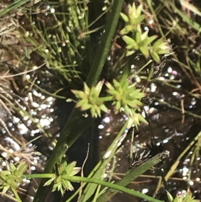 Juncus fockei (A Rush) at Rendezvous Creek, ACT - 21 Dec 2021 by Tapirlord