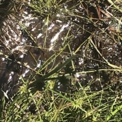 Juncus fockei at Rendezvous Creek, ACT - 21 Dec 2021 11:29 AM