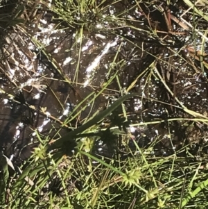 Juncus fockei at Rendezvous Creek, ACT - 21 Dec 2021