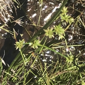 Juncus fockei at Rendezvous Creek, ACT - 21 Dec 2021 11:29 AM