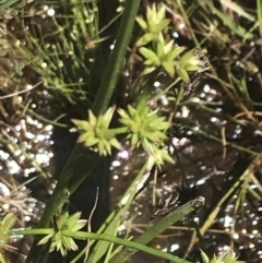 Juncus fockei at Rendezvous Creek, ACT - 21 Dec 2021 11:29 AM