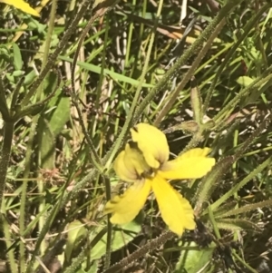 Goodenia paradoxa at Rendezvous Creek, ACT - 21 Dec 2021