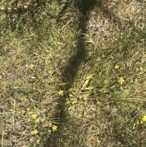 Goodenia paradoxa at Rendezvous Creek, ACT - 21 Dec 2021