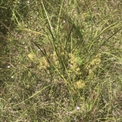 Lomandra multiflora (Many-flowered Matrush) at Namadgi National Park - 21 Dec 2021 by Tapirlord