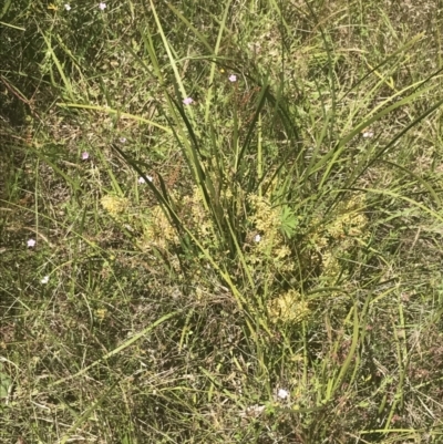 Lomandra multiflora (Many-flowered Matrush) at Namadgi National Park - 21 Dec 2021 by Tapirlord