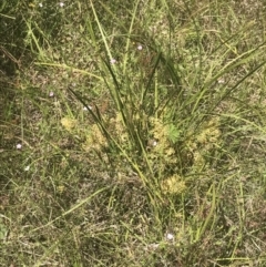 Lomandra multiflora (Many-flowered Matrush) at Rendezvous Creek, ACT - 21 Dec 2021 by Tapirlord