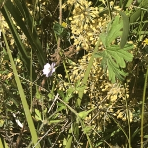 Lomandra multiflora at Rendezvous Creek, ACT - 21 Dec 2021