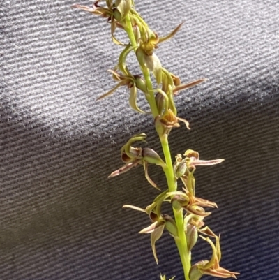 Paraprasophyllum sphacelatum (Large Alpine Leek-orchid) at Adaminaby, NSW - 21 Dec 2021 by waltraud